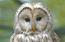 Eule, Habichtskauz - Ural owl 