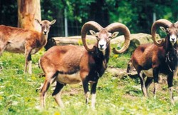 Schaf, Mufflon - European mouflon