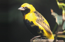 Webervogel, Napoleonweber - Yellow-crowned bishop