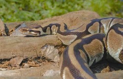 Schlange, Königspython - Ball python 