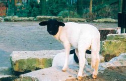 Schaf, Rhönschaf - Domestic sheep 