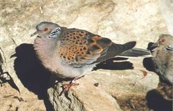 Taube, Turteltaube - European turtle dove 