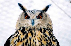 Eule, Uhu - Eagle owl 