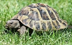 Schildkröten, Landschildkröten - Turtoises