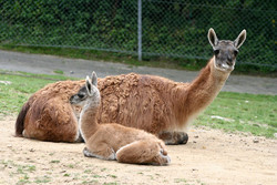 Kamel, Guanako - Guanaco 