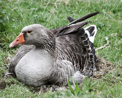 Gans, Graugans - Grayleg goose