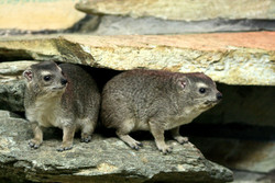 Schliefer, Buschschliefer - Bush hyrax 