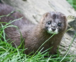 Marder, Europäischer Nerz - European mink 