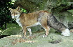 Fuchs, Rotfuchs - Red fox 