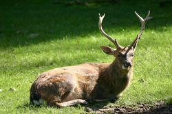 Hirsch, Vietnam-Sikahirsch - Vietnamese sika deer 