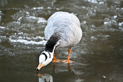 Gans, Streifengans - Barheaded goose 