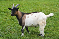 Ziege, Afrikanische Zwergziege - Westafrican pygmy goat 