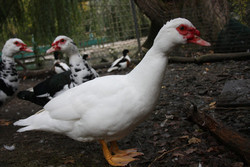 Ente, Warzenente - Barbary duck