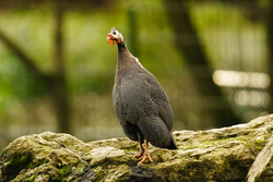 Huhn, Helmperlhuhn - Helmeted guineafolw