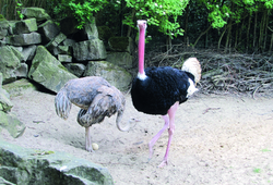 Strauß, Nordafrikanischer Rothalsstrauß - North African ostrich 