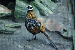 Fasan, Königsfasan - Reeves's pheasant