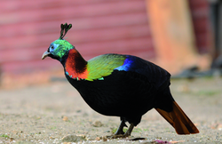 Fasan, Himalaya-Glanzfasan - Himalaya monal