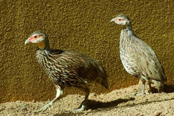 Frankolin, Gelbkehlfrankolin - Yellow-necked spurfowl