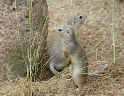 Ziesel, Europäischer Ziesel - European ground squirrel