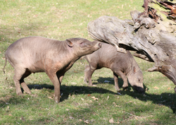 Schwein, Hirscheber - Babirusa