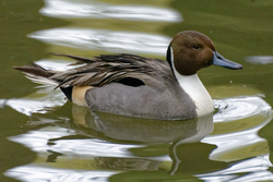 Ente, Spießente - Northern pintail