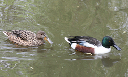 Ente, Löffelente - Northern shoveler