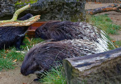 Stachelschwein, Weißschwanz-Stachelschwein - Indian porcupine 