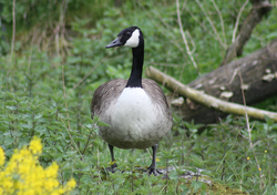 Gans, Kanadagans - Canada goose 