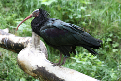 Ibis, Waldrapp - Northern bald ibis 