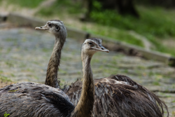 Nandu - Greater rhea 