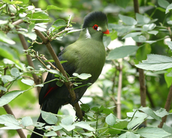 Turako, Weißohrturako -  Whited-cheeked touraco