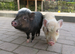 Schwein, Forsthofer Minischwein - Forsthofer minipig