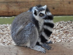 Lemur, Katta - Ring-tailed lemur